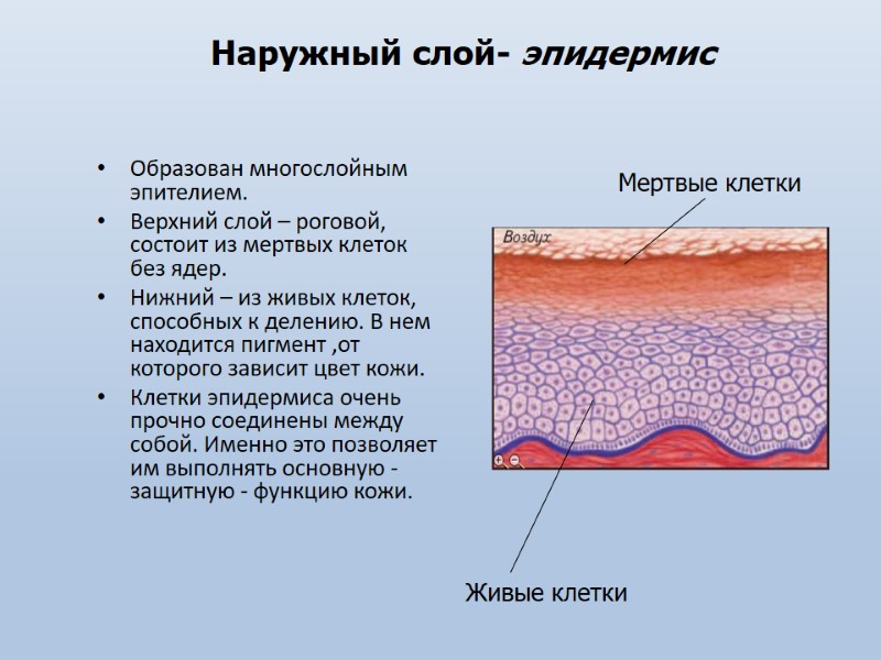 Наружный слой- эпидермис Образован многослойным эпителием.  Верхний слой – роговой, состоит из мертвых